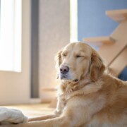 11)犬達もくつろいでお過ごしいただけます。